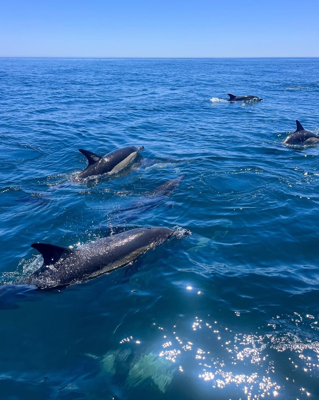 Baleine à bosse sautant dans l'océan aux Comores