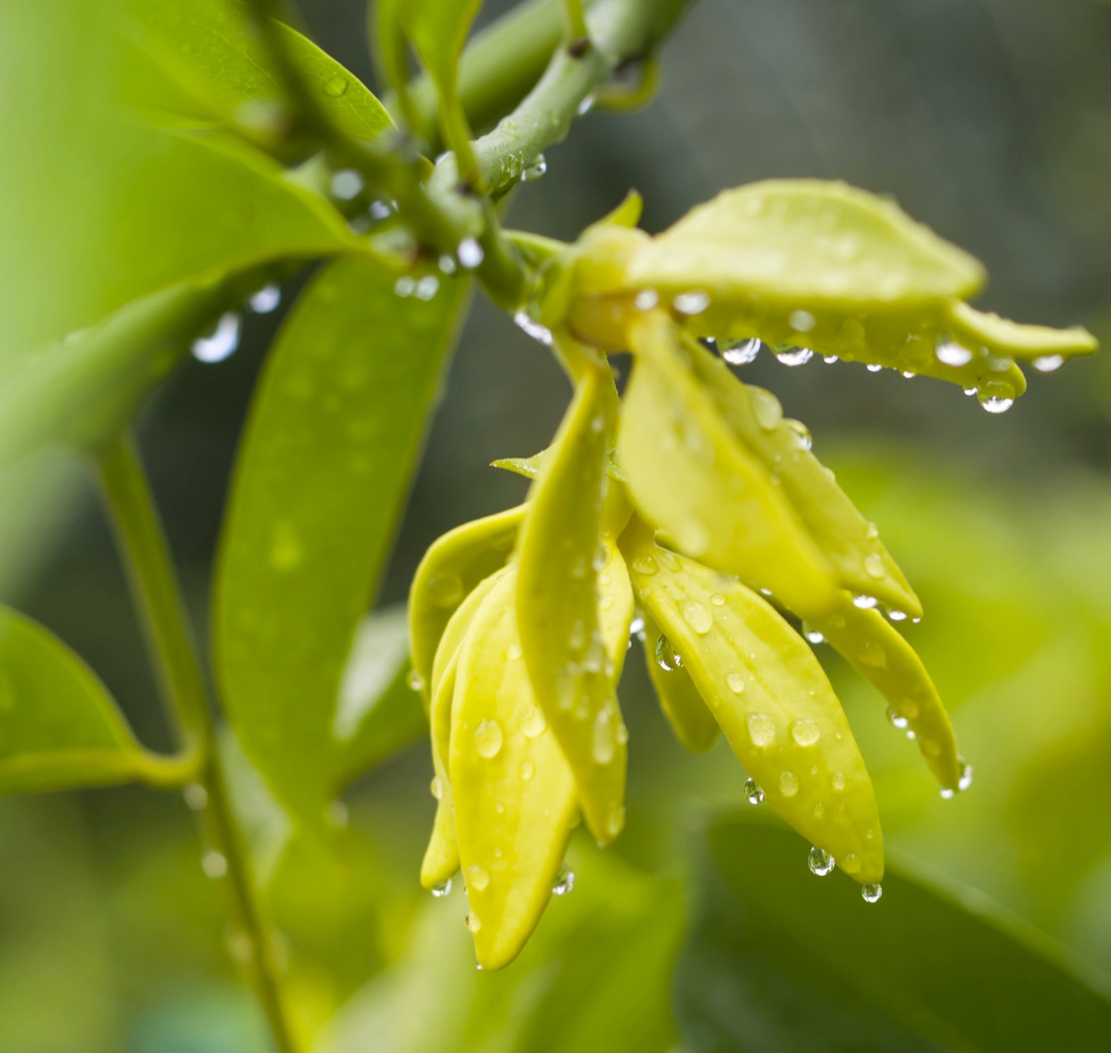Ylang-ylang